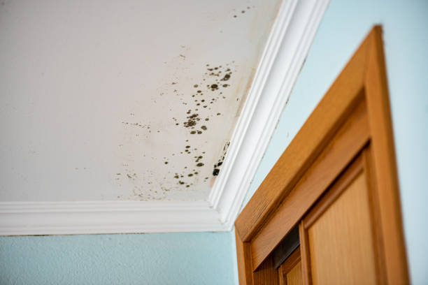 Professional Mold Removal in Freedom, PA