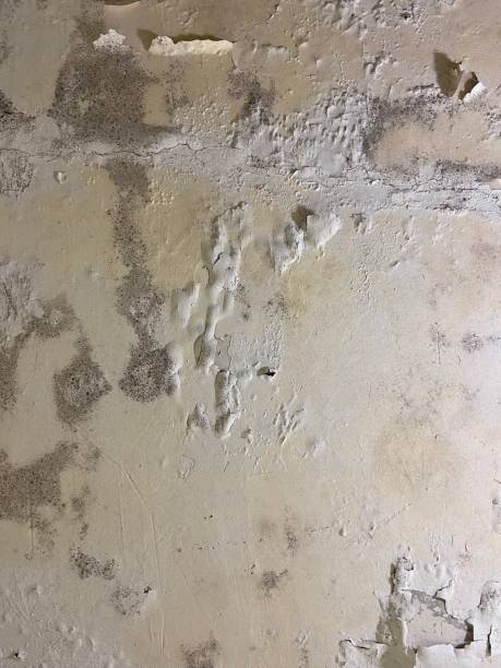 Best Residential Mold Removal  in Freedom, PA