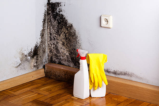 Best Attic Mold Removal  in Freedom, PA