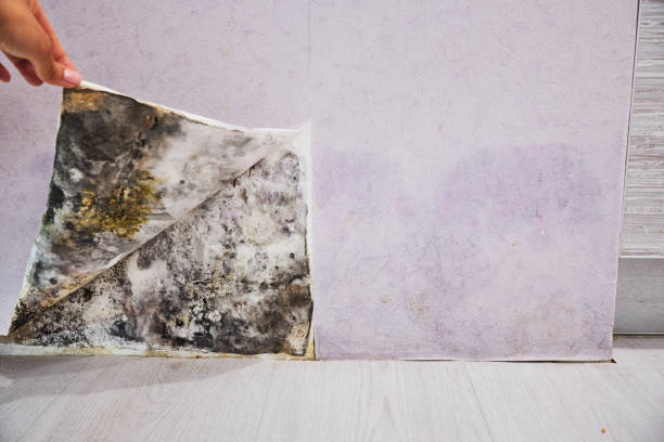 Best Toxic Mold Removal  in Freedom, PA